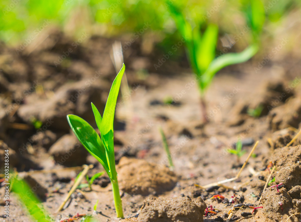 corn sprouts field corn sprouts field