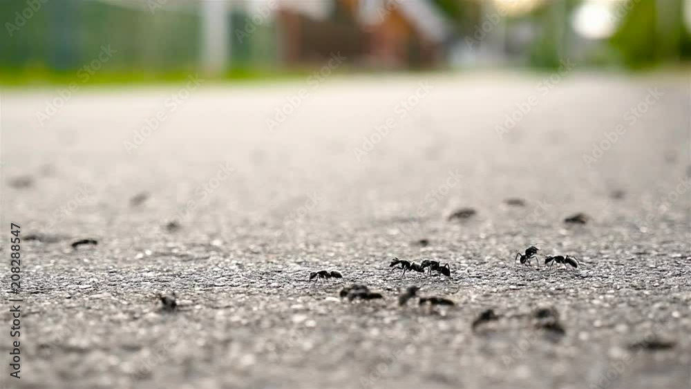 Small ants on the asphalt. Slow motion, macro Small ants on the asphalt. Slow motion, macro
