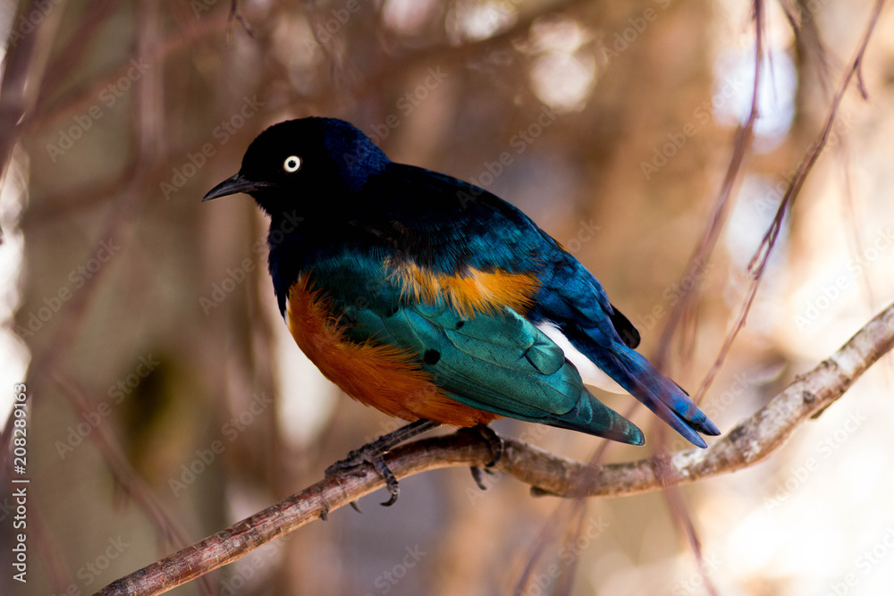 Colorbird bird with bright eyes