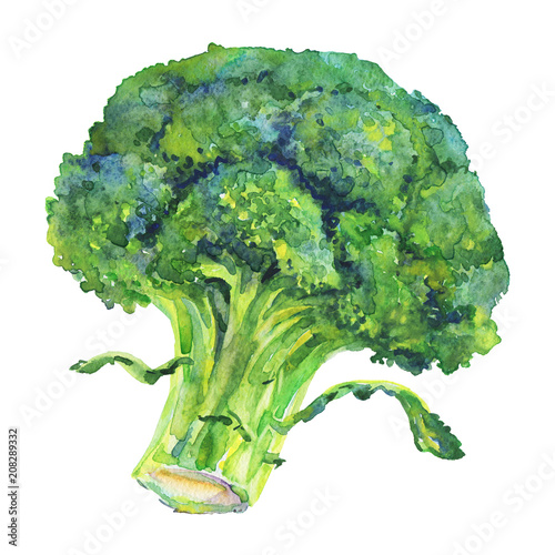 Watercolor painting broccoli on white background. Hand drawn vegetable illustration
