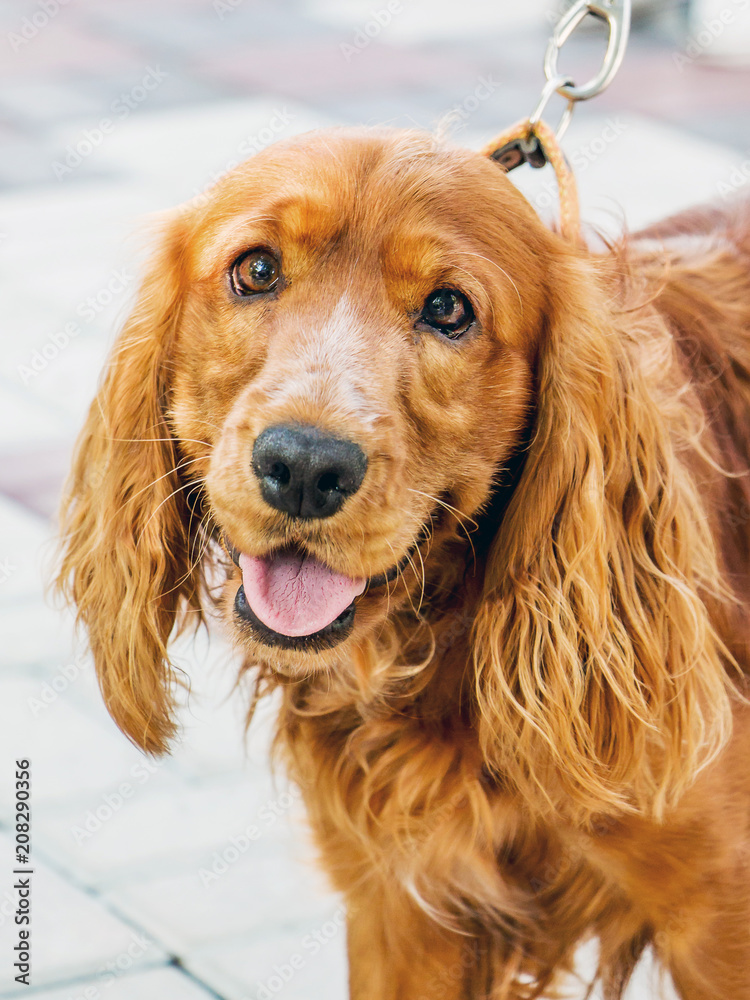 Brown sabaka cocker spaniel on leash while walking through streets of city. Dog looks handsomely at people_ Brown sabaka cocker spaniel on leash while walking through streets of city. Dog looks handsomely at people_