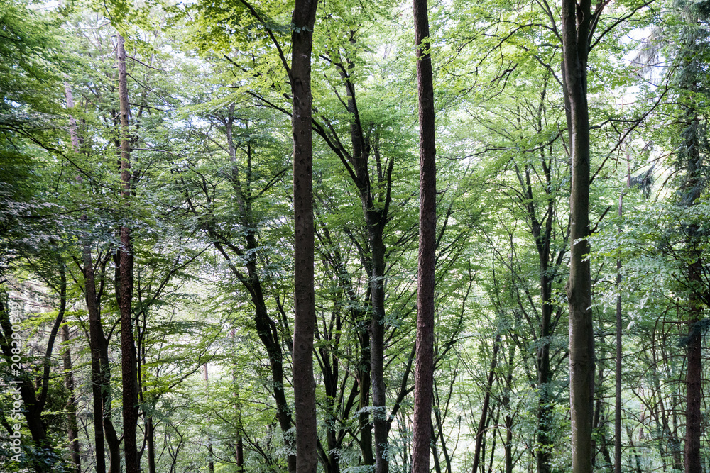 beautiful forest in the summertime background beautiful forest in the summertime background