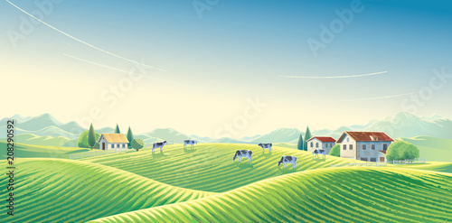 Herd of cows  in summer rural landscape at dawn among fields and pastures. Vector illustration.