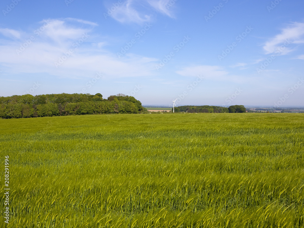 mixed woodland copse and barley