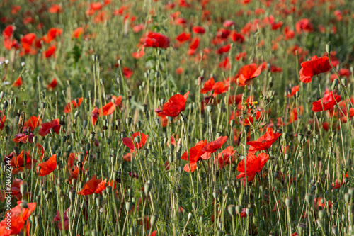 view of blooming poppies on meadow