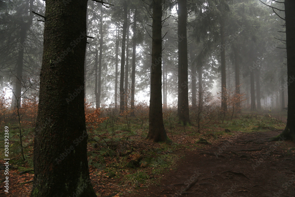 wald im nebel im herbst wald im nebel im herbst