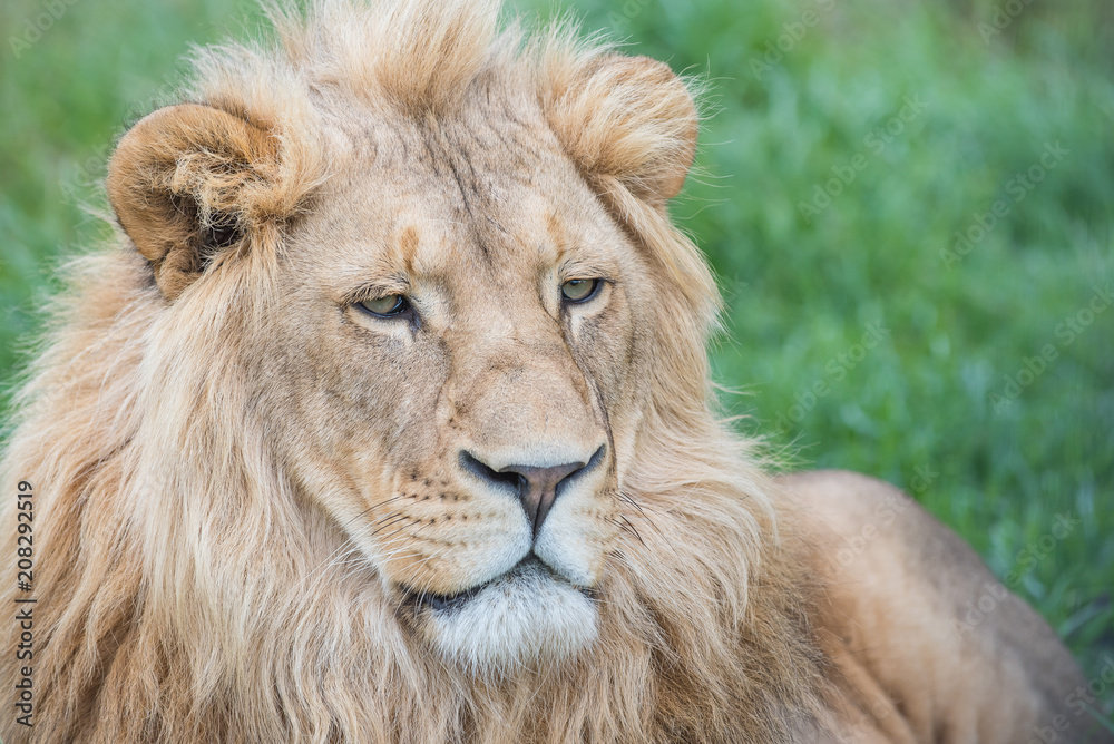 Lion (Panthera leo)