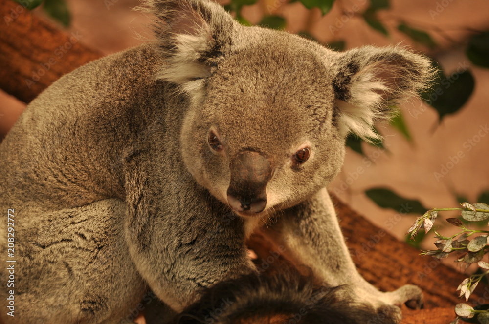 Obraz premium Koala