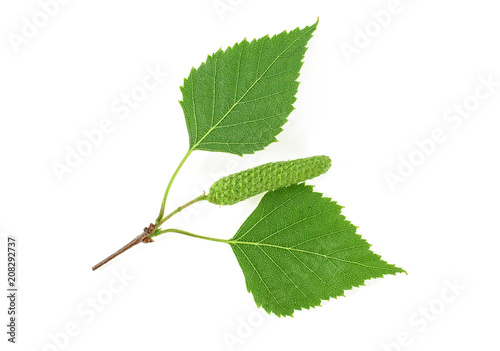 Green birch branch with buds isolated on white background