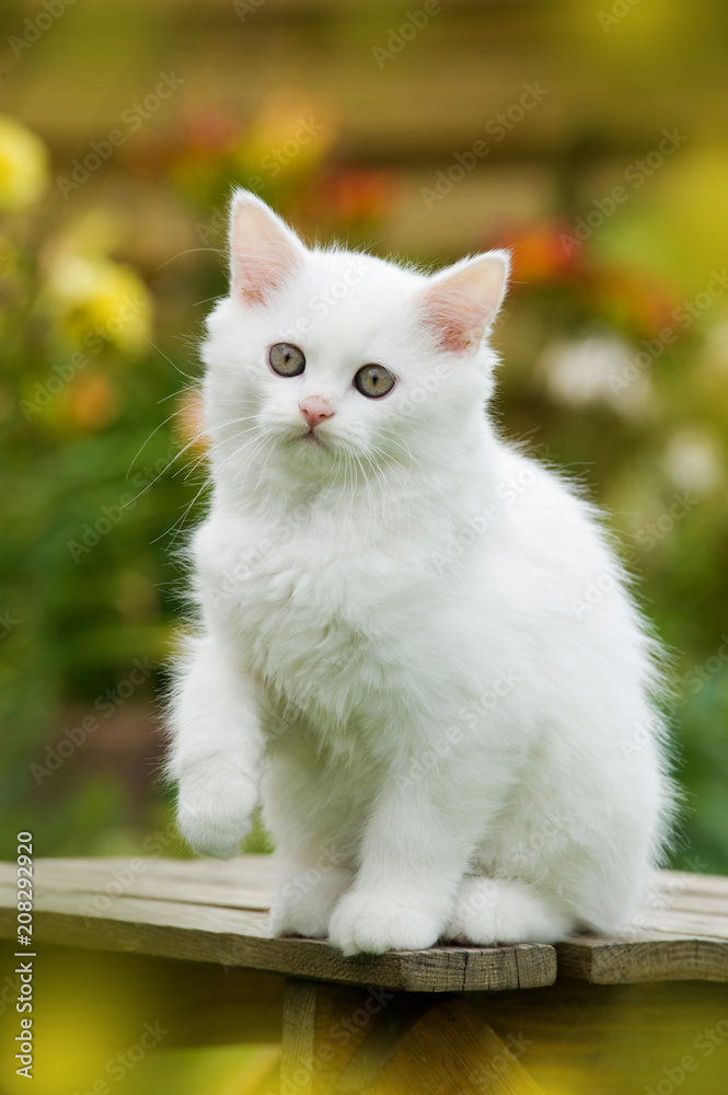 Weißes Britisch Langhaar Kätzchen auf einem Hocker im Garten