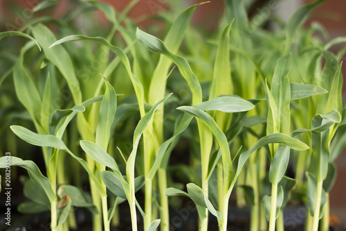 Image of a fresh green shoot of corn.