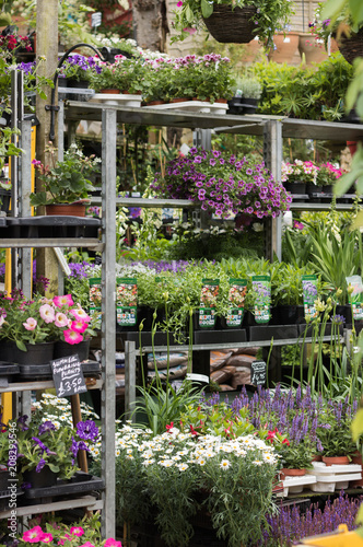 Lot of different flowers and plants are there on shelves for sale at a flourishing garden center. Beautiful flowers everywhere - from top to bottom. Vertical image. 