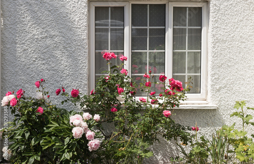 Beautiful pink rose and peony blossom under a window of cottage on a white wall background in a sunny day. English garden style. © Olga
