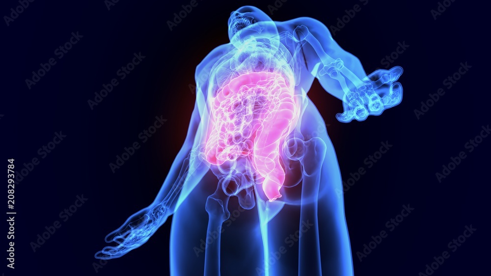 3D Illustration of Human Digestive System Anatomy (Large intestine)
