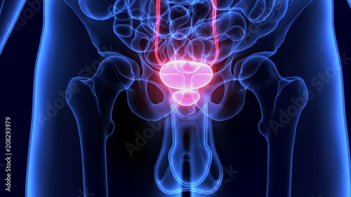 3D Illustration of Human Urinary Bladder. photo