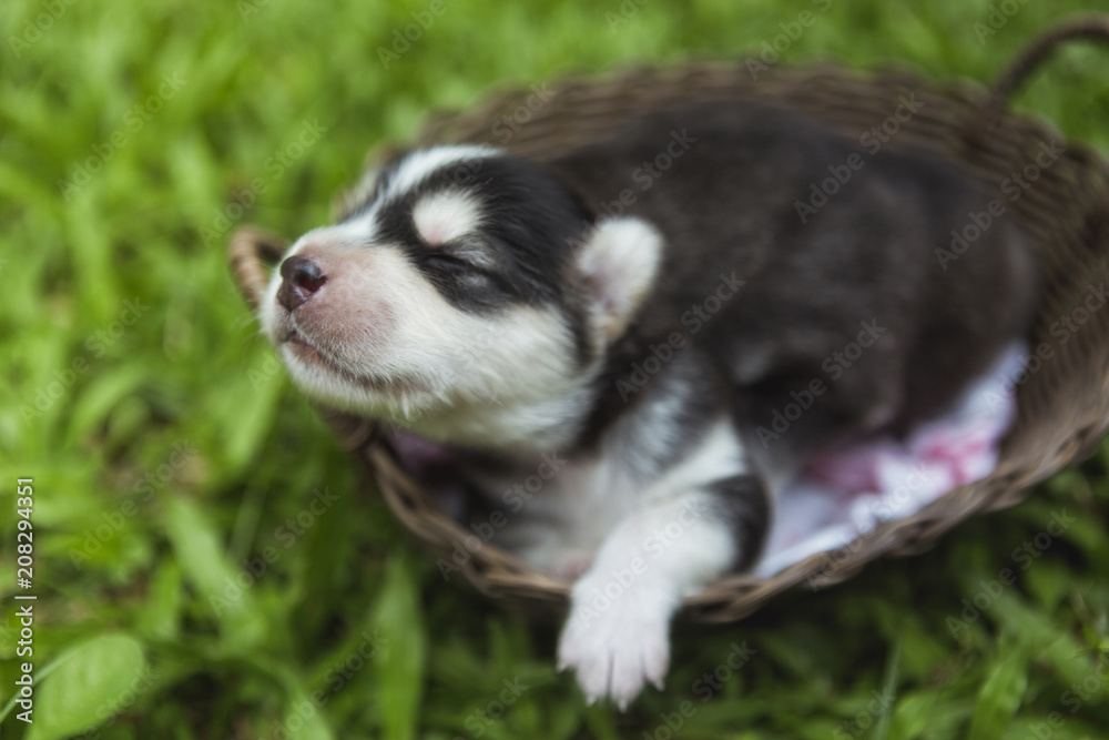 A puppy sleeping in a basket in garden