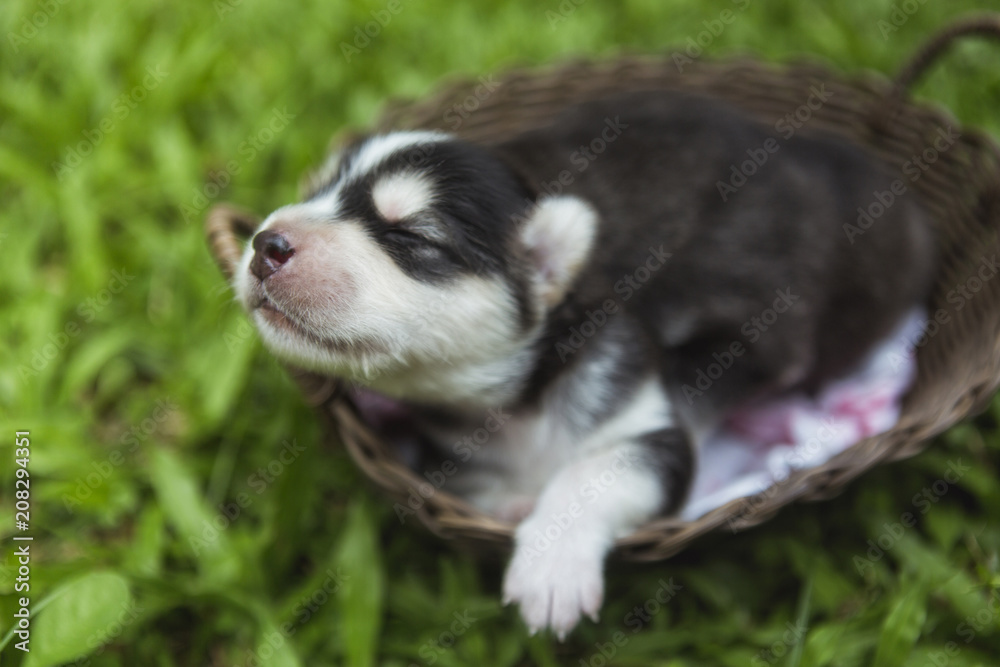 A puppy sleeping in a basket in garden A puppy sleeping in a basket in garden