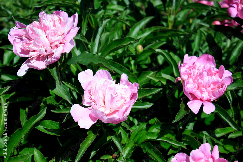 Pink peonies. Flowers of pink peonies on a bush. Pink peonies. Flowers of pink peonies on a bush.