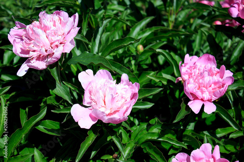 Pink peonies. Flowers of pink peonies on a bush.
