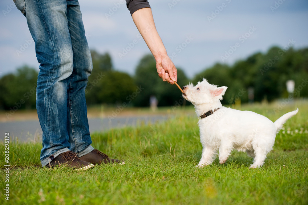 Mann gibt Hund eine Belohnung Mann gibt Hund eine Belohnung