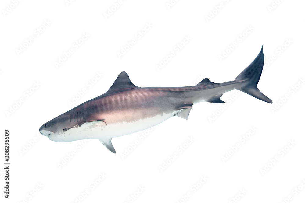 Obraz premium Tiger Shark Isolated on White Background