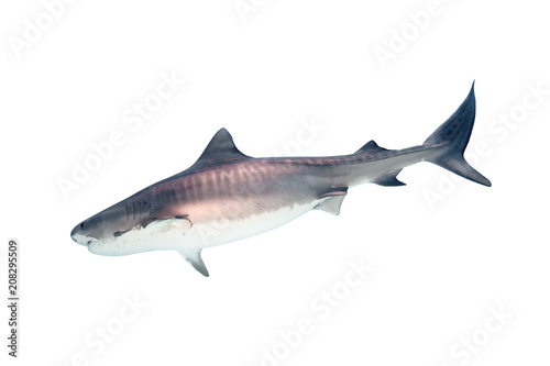Tiger Shark Isolated on White Background


