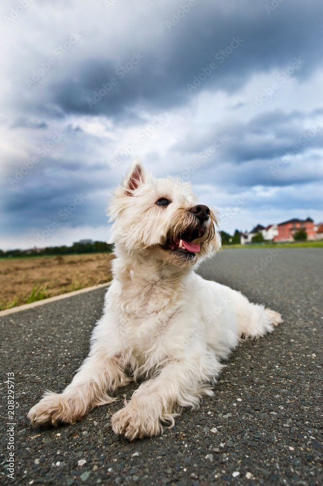 West Highland White Terrier liegt auf einer Sraße