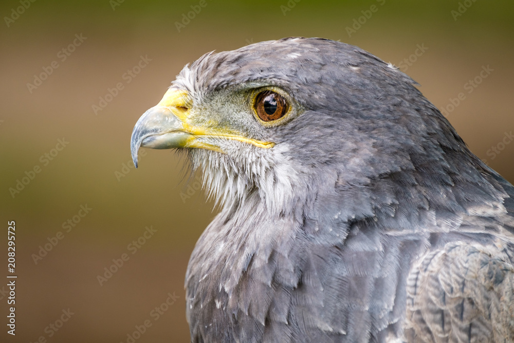 Portrait of a Black Chested Buzzard Eagle looking left Portrait of a Black Chested Buzzard Eagle looking left