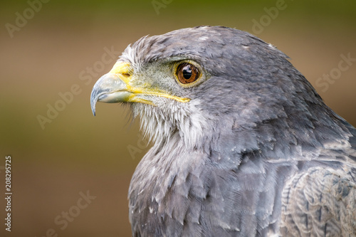 Portrait of a Black Chested Buzzard Eagle looking left