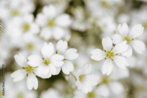 Flowers in soft and blur style for background