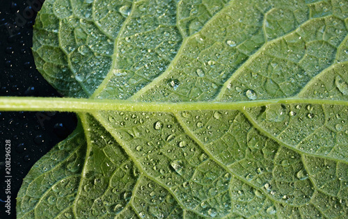 Canvastavla leaf burdock close-up medicinal plant water drops black background backside