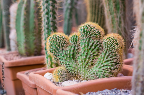 Colour, strange, cactus, green, botanic photo