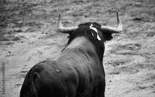 bullfighting in spain with big bull 