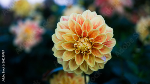 Dahlia Blume mit Bookeh © Dennis