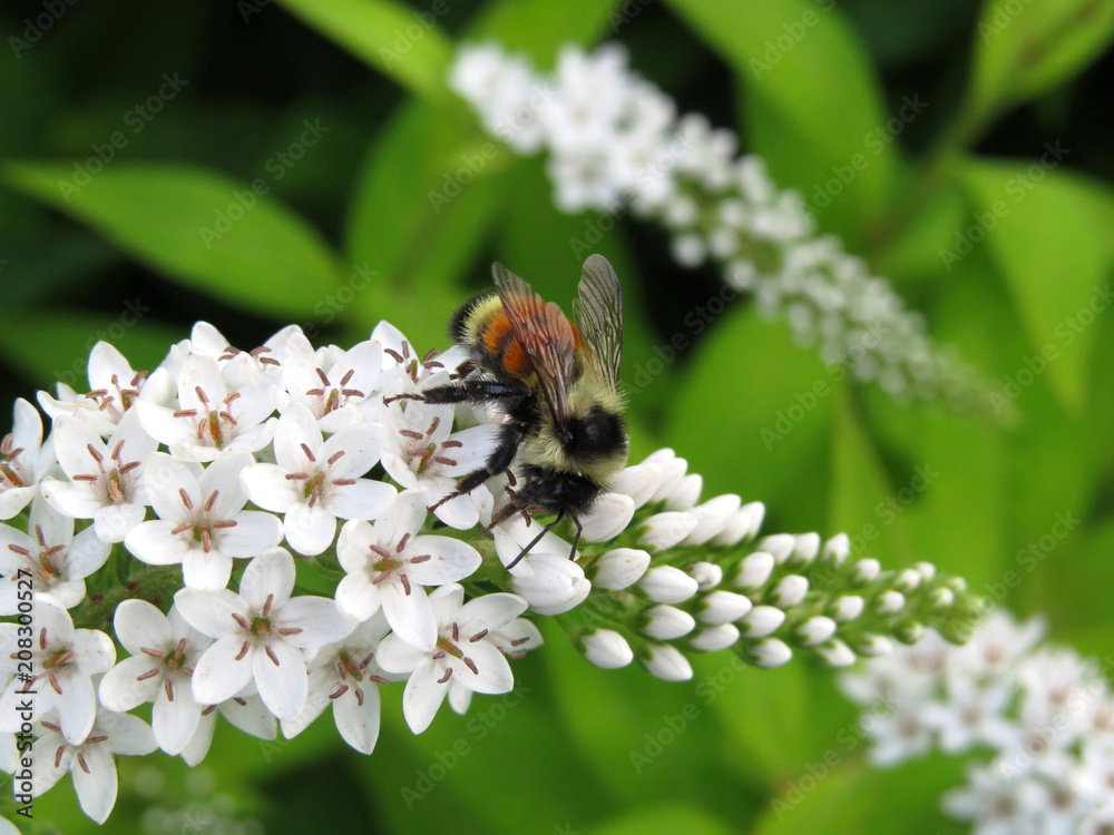 Bee on Gooseneck Loosestrife Bee on Gooseneck Loosestrife