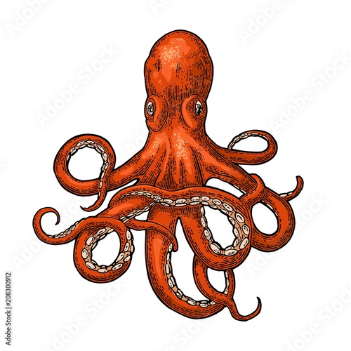 Octopus. Sea Monster