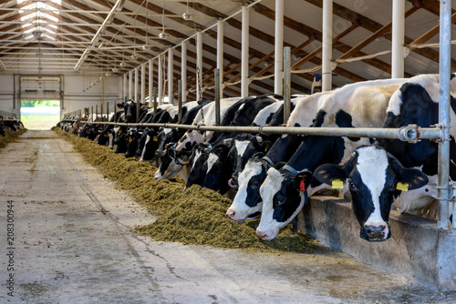 Milking cows eating in modern farm cowshed.