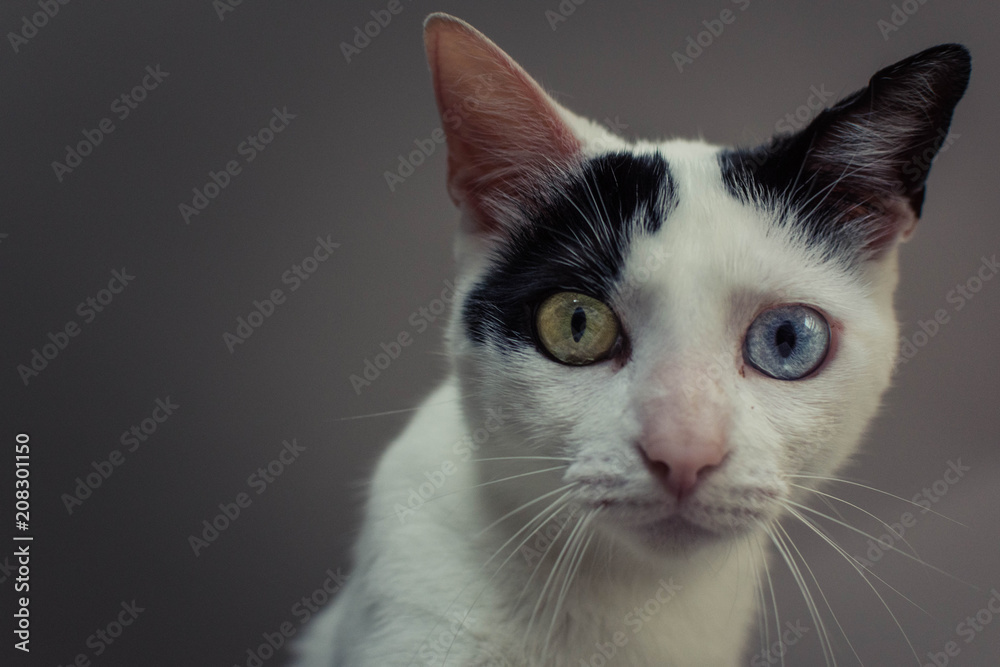 cat with two different eyes