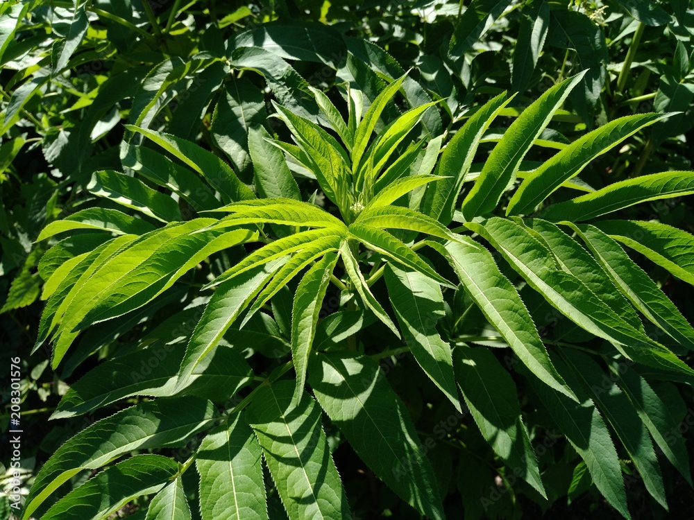 Obraz premium Danewort or dane weed or danesblood or dwarf elder or walewort ou dwarf elderberry or elderwort , Sambucus ebulus