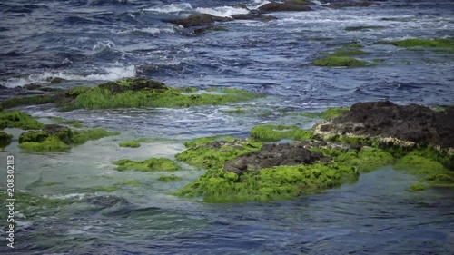 Green algae on rocks at shallow depths near the coast, Black Sea, Bulgaria photo