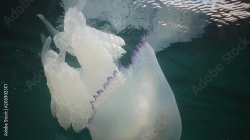 Barrel jellyfish (Rhizostoma pulmo) swims in the water column, medium shot. Black Sea. Ukraine. photo