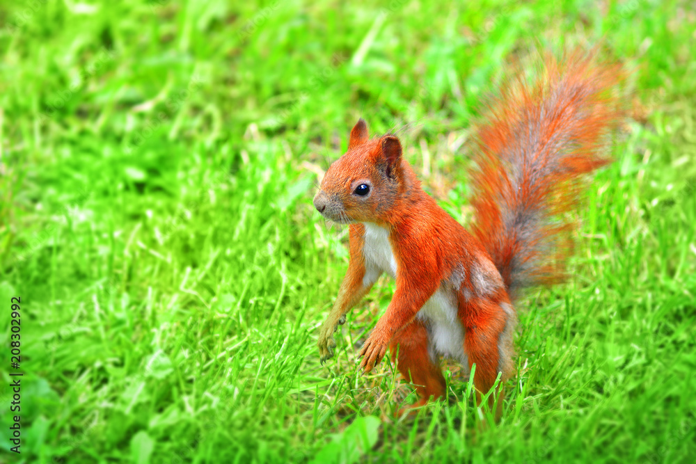Squirrel closeup . Squirrel closeup .