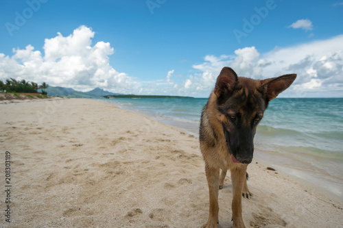 shepherd on the Mauritius beach