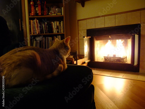 Cat enjoying the Fire