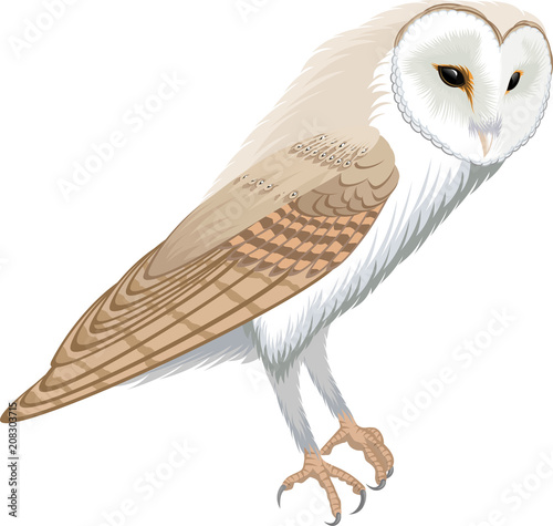 vector barn owl - tyto alba