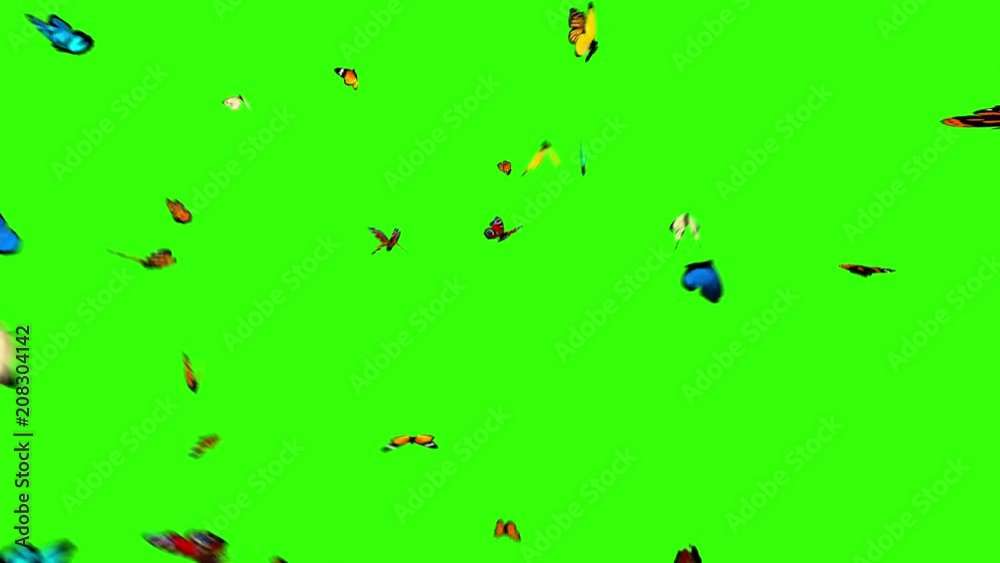Butterflies Fly to the Camera on a Green Background. 3d animation, 4K Butterflies Fly to the Camera on a Green Background. 3d animation, 4K