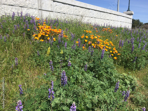 California Poppies and Lupines in a California Garden