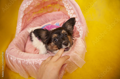 pretty cute little puppy bites his owner's hands photo