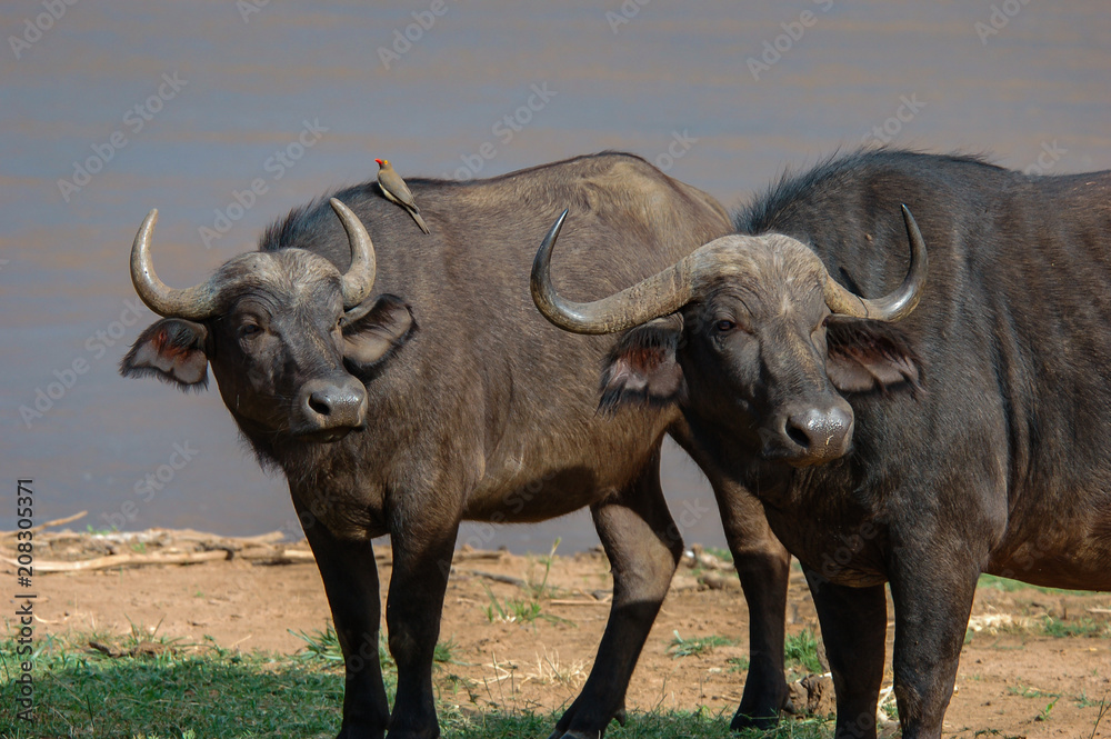 Cape Buffalo