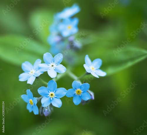 Small blue flowers large. Blue petals on a green background. Forget-me-flower.